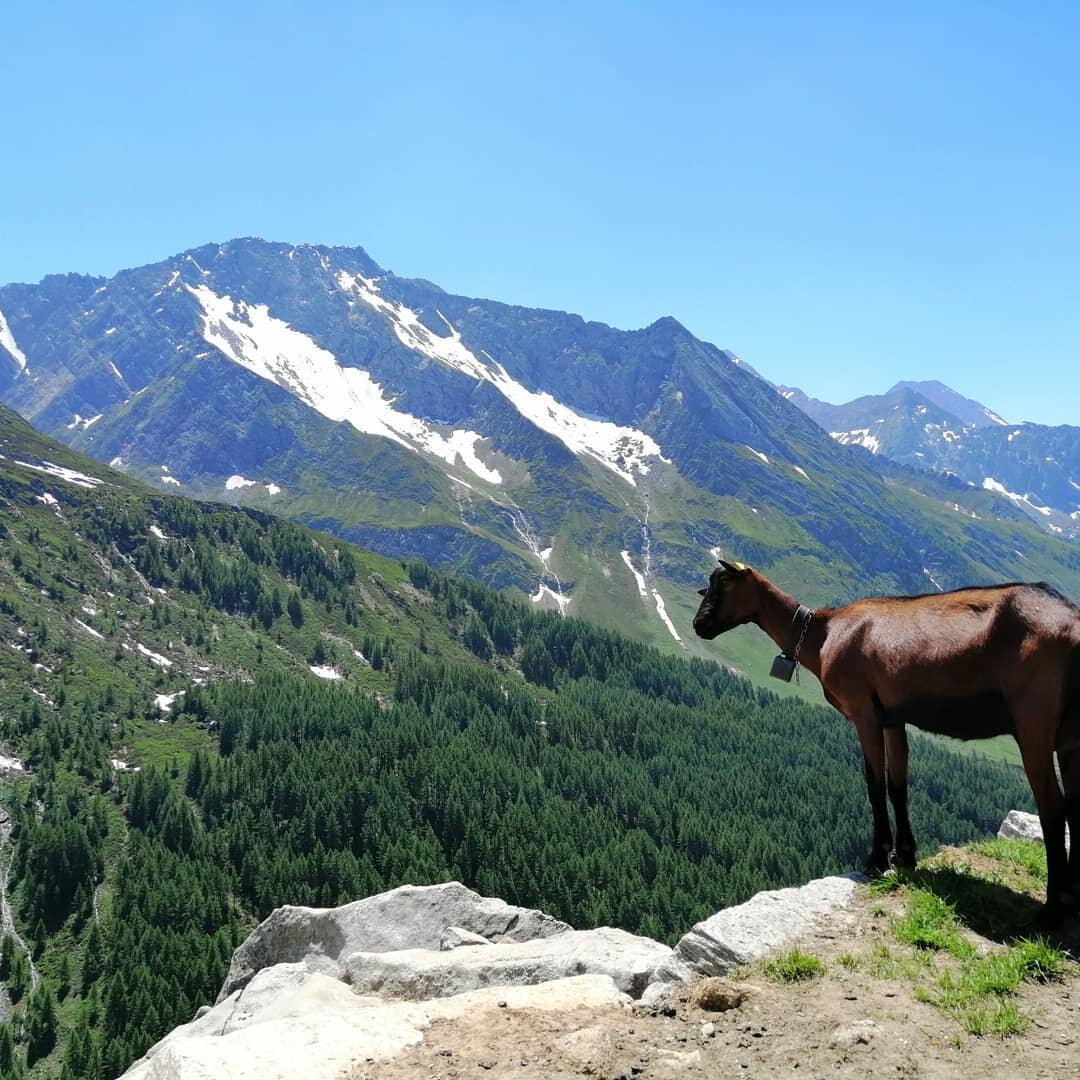 Beer, Goats and Love Way.... Cool tour😉
#snow #adventure #alps #hiking #spring #europe #travel #oasealpincenter #acquarocce #mountainguide #mountainguide #mountains #bestjob #mountains #nature #bergwelten #photo #landscape #rimmlmatthias #visittir